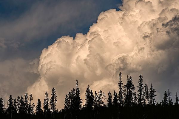 Jones, Adam 아티스트의 Trees silhouetted against cumulus cloud-Yellowstone National Park-Wyoming작품입니다.